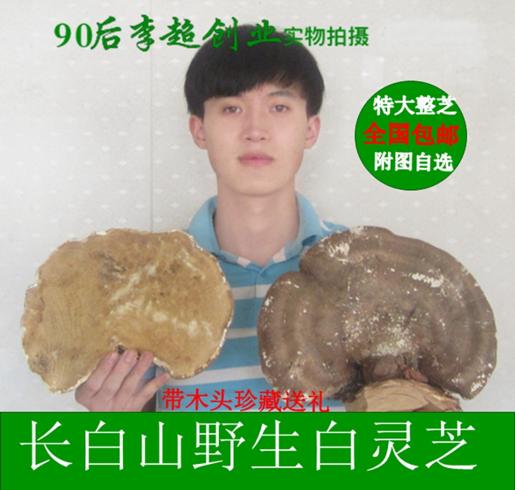 玉芝 长白山野生白灵芝 苦白蹄白灵芝带木座整芝收藏送礼实惠包邮