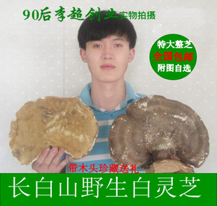 玉芝 长白山野生白灵芝 苦白蹄白灵芝带木座整芝收藏送礼实惠包邮