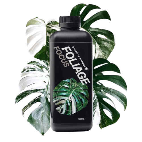 观叶植物龟背竹蕨类草本营养液肥