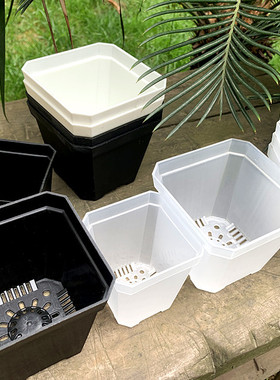 园丁丁多肉花盆种子育苗发芽塑料黑花盆彩色八角叶插加厚小白方盒