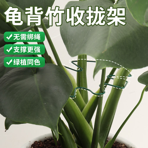 龟背竹收拢架天堂鸟支撑杆