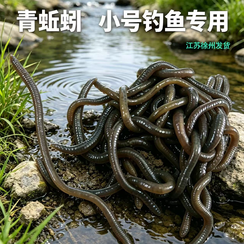 特大蚯蚓鲜活便宜垂钓钓鱼鱼饵诱饵活饵黄鳝活体饵料9.9野钓