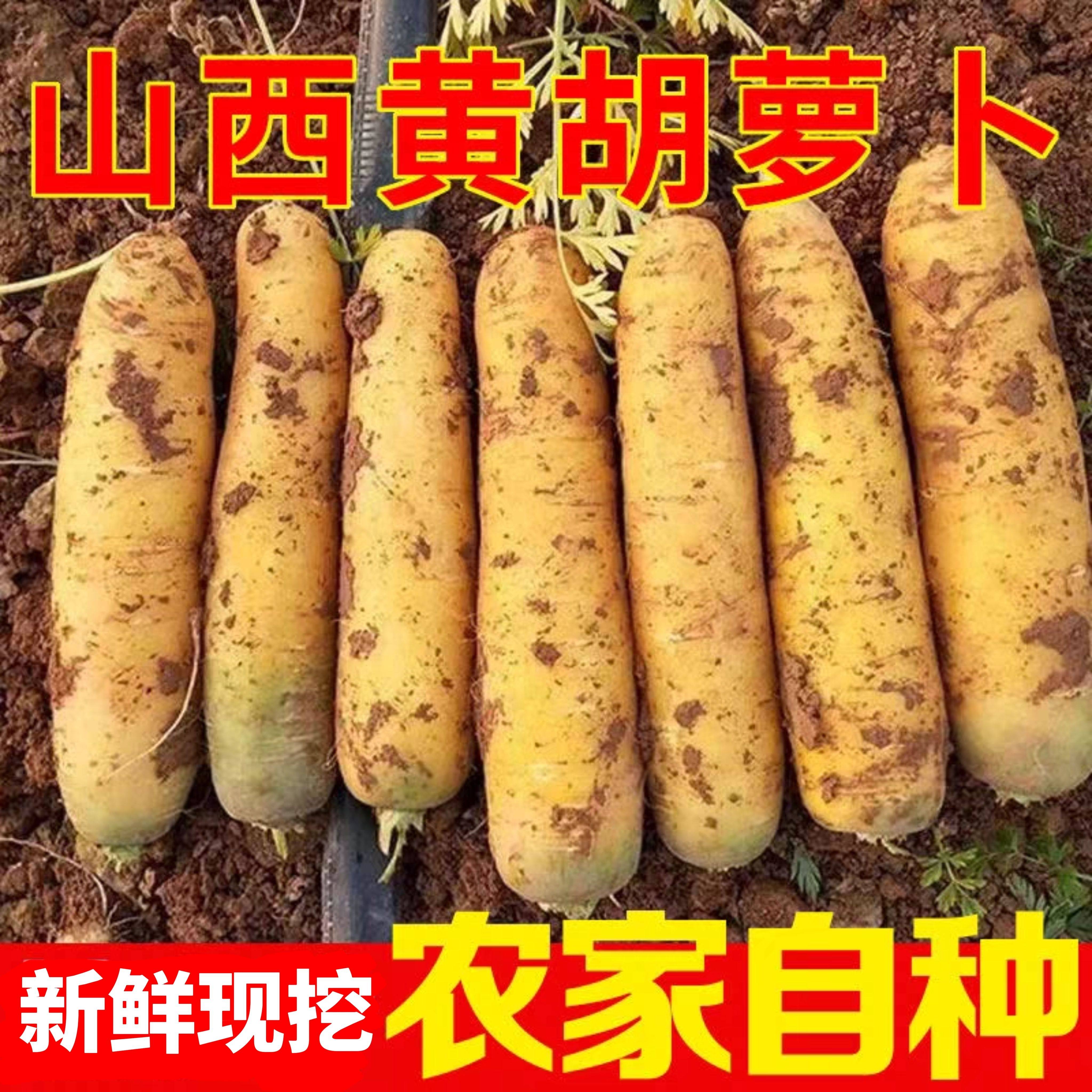 山西黄胡萝卜新鲜现挖农家自种黄心蔬菜萝卜即食生吃抓饭水果萝卜,水产肉类/新鲜蔬果/熟食,萝卜/胡萝卜,淘宝优惠券,粉丝福利购,淘宝优惠卷
