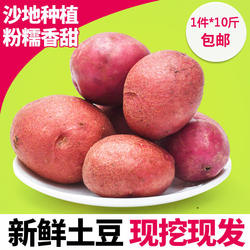 山西特产岚县土豆老品种红皮高山大土豆新鲜现挖马铃薯洋芋包邮