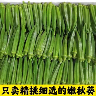 现货【当天现摘】秋葵新鲜5斤现摘现发鲜嫩水果蔬菜黄秋当季特级1