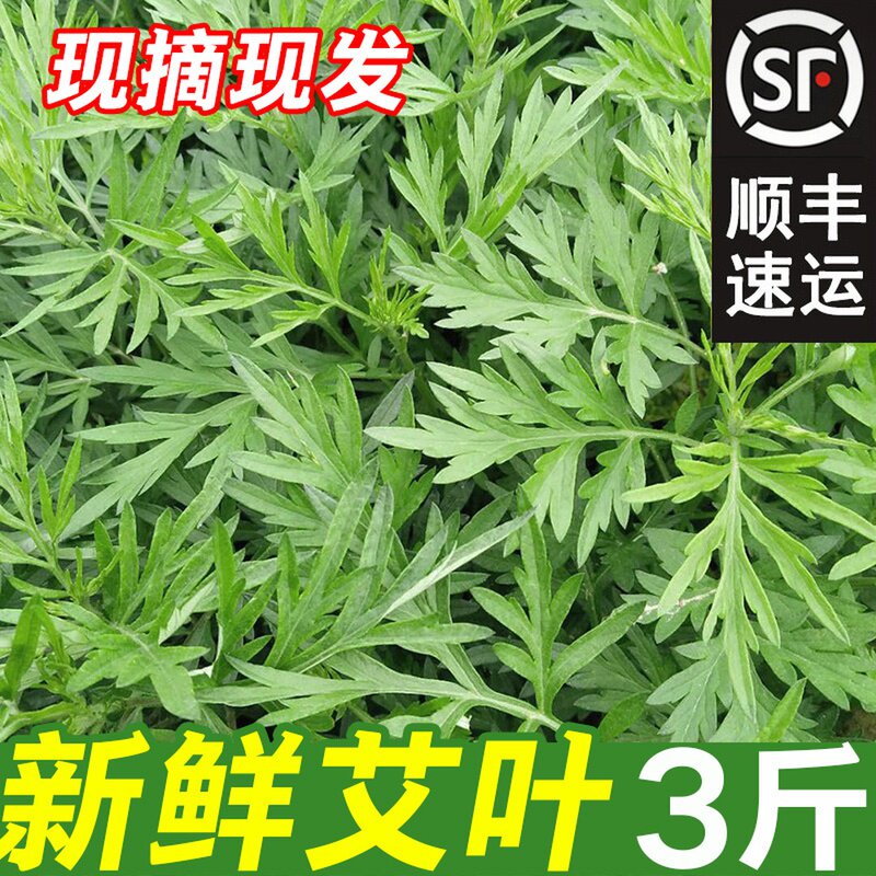 顺丰艾草新鲜蔬菜当季食用现摘农家生艾草叶艾蒿清明草糍粑艾粄青