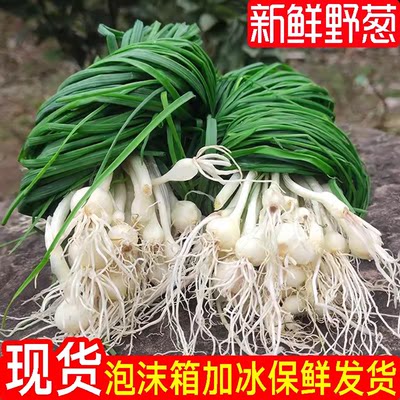 贵州新鲜野外生长当季蔬菜野葱胡葱小根蒜沙葱苦蒜野茭顺丰包邮