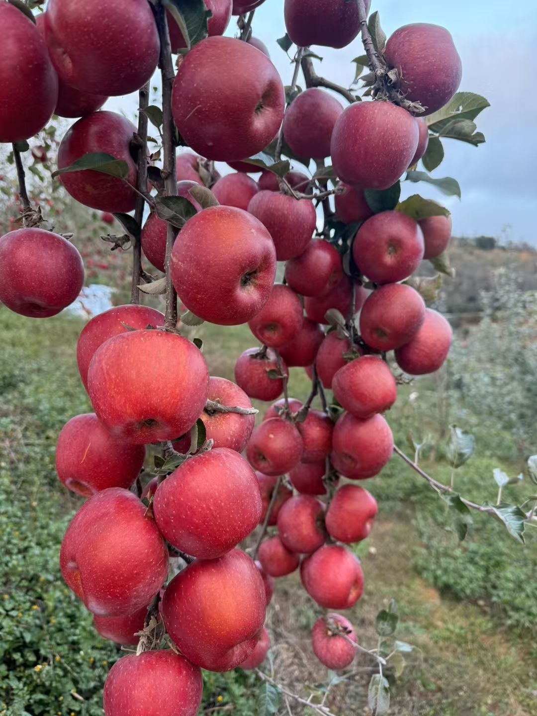 昭通苹果70到75果9斤（28个左右）55元