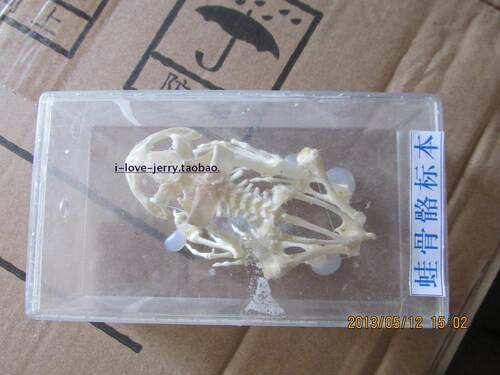 蛙骨骼标本 实物标本 生物教学标本
