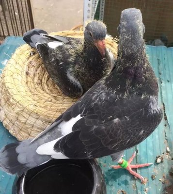 2024年纯种杨阿腾幼鸽子种鸽活体一对包邮信鸽带血统书足环证詹森