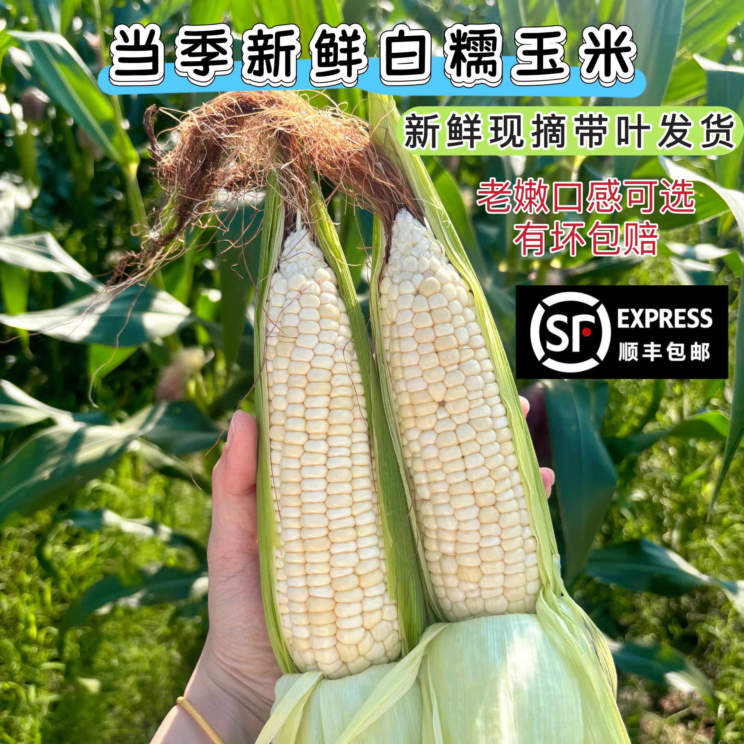 新鲜农家白糯玉米棒子软苞谷粒当季新鲜带皮现摘现发孕妇非转基因