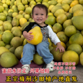 包邮 纯甜正宗梅州梅县沙田柚白心金柚当季 新鲜孕妇时令水果非容县