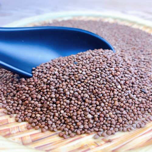 延边朝鲜族紫苏粒熟粒500克新货