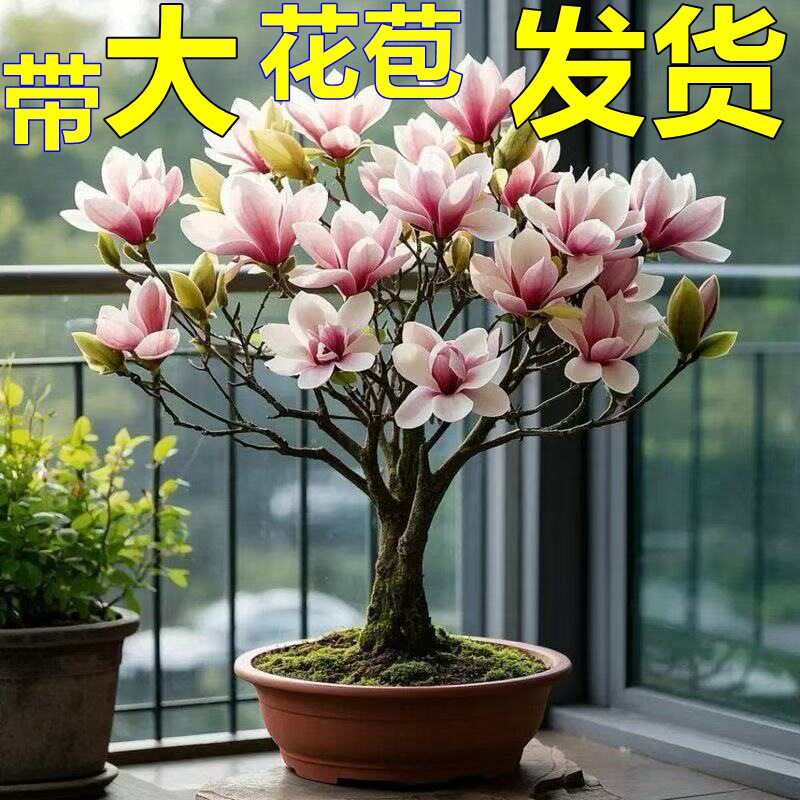 新品矮化玉兰 花卉盆栽紫玉兰 桌面绿植