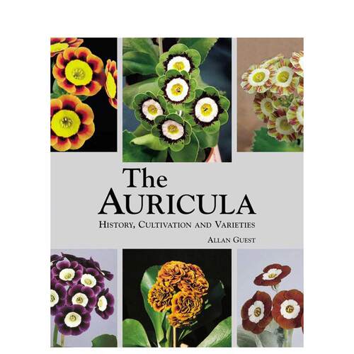 耳状报春 Auricula，