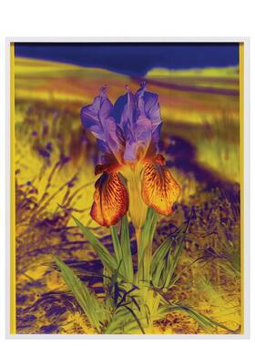 【预售】丽莎·奥本海姆：永恒的替代 Lisa Oppenheim The Eternal Substitute 原版英文艺术画册画集 善本图书