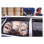 人类迷惑行为 英文摄影作品集 Mega the 原版 WTF 幽默搞笑摄影 善本图书 Fuck 2这究竟怎么回事 What 预售