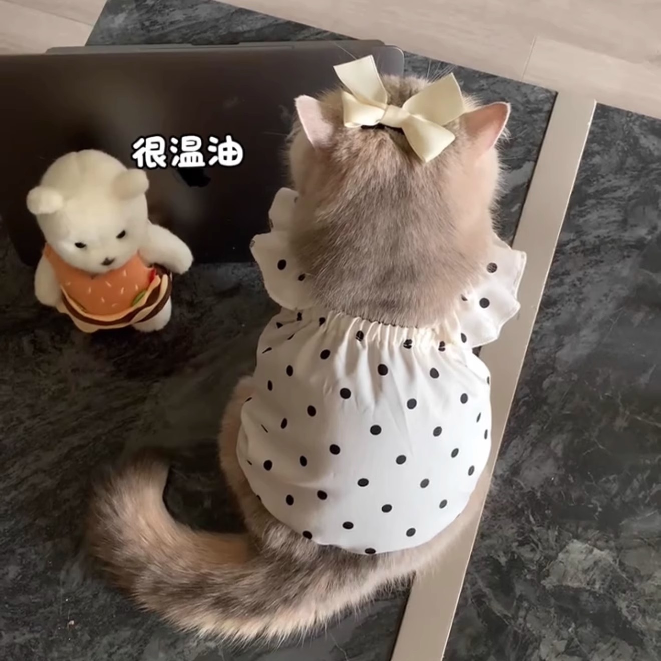 猫衣服夏季薄款防掉毛公主风裙子宠物金渐层布偶小猫透气背心吊带