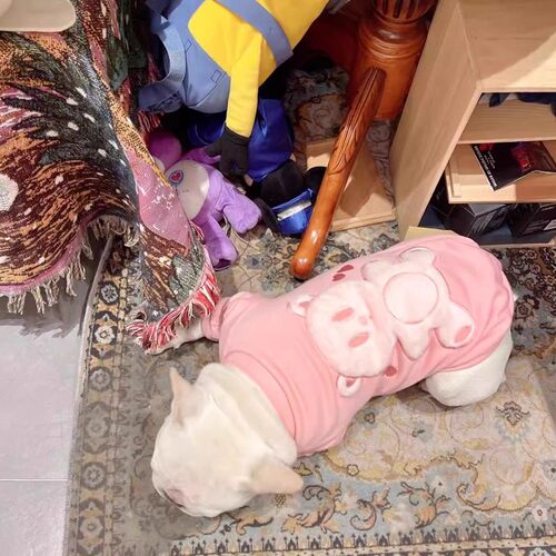 宠物狗狗衣服法斗巴哥雪纳瑞柯基恶霸犬秋冬粉色小熊加绒保暖棉衣