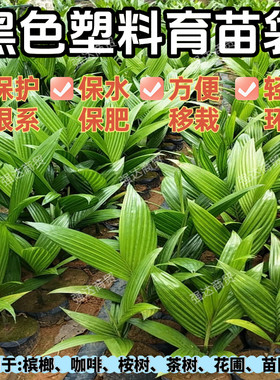 百香果塑料农用番石榴育苗杯