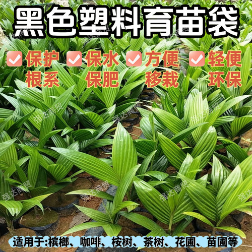 百香果塑料农用番石榴育苗杯