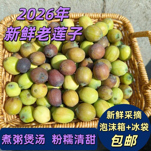 2026年洪湖新鲜成熟的老莲子