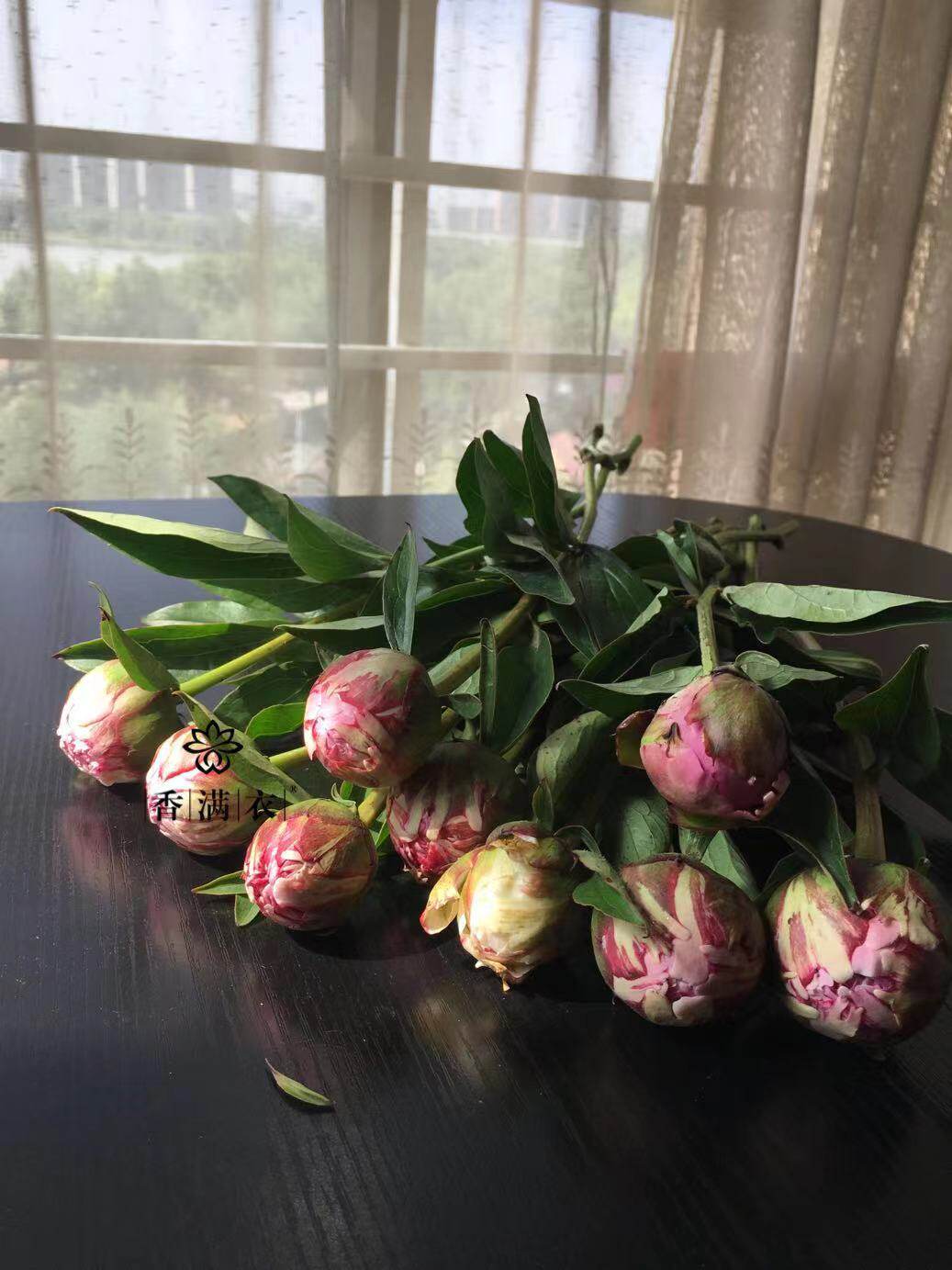 莎拉伯恩哈特洛阳芍药鲜花清香型包邮大花植物趣味书房带花苞花束