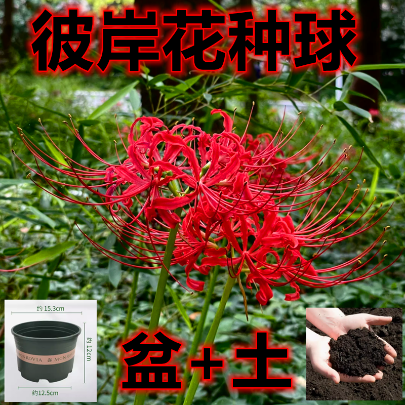 盆土套餐彼岸花种球曼陀罗曼珠沙华花庭院盆栽石蒜花种球种子