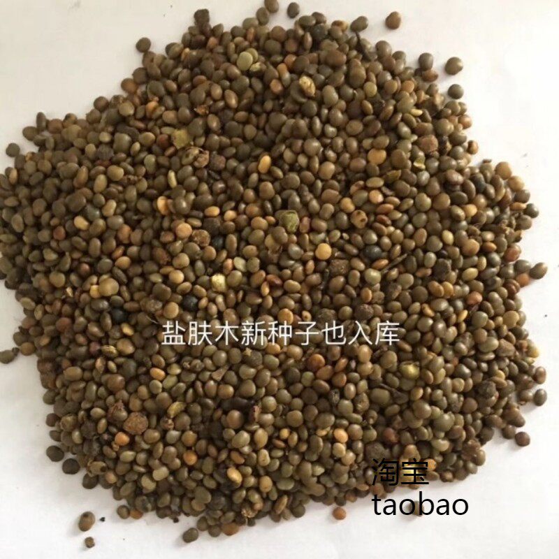 盐肤木种子 蜜源树种子 别名五倍子种子 花木林木苗木种子