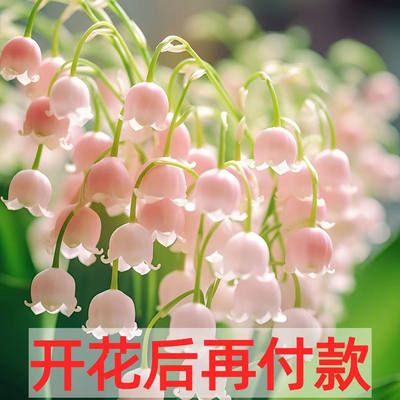 【盆土】铃兰花苗浓香型花卉绿植阳台室内四季开花耐寒耐热多年生