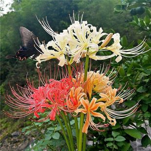 开花 10棵彼岸花种球室内花卉盆栽地栽曼珠沙华种籽石蒜花种子四季