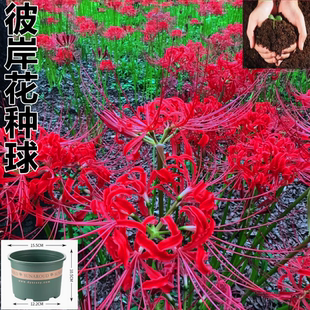 花卉 彼岸花种球曼珠沙华花种耐寒四季 可种红花石蒜花室内盆栽四季