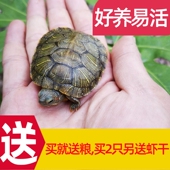 乌龟活物大巴西龟活体宠物龟长寿观赏龟绿色小彩龟水龟活物红耳龟