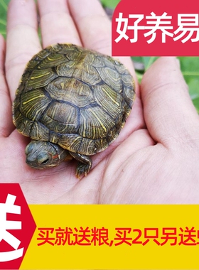 乌龟活物大巴西龟活体宠物龟长寿观赏龟绿色小彩龟水龟活物红耳龟