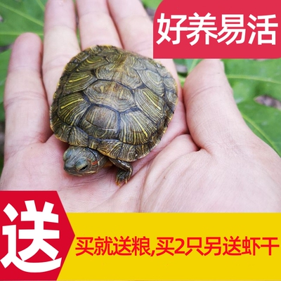 小乌龟活物宠物龟招财龟观赏龟