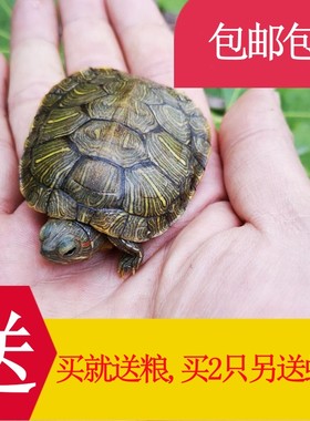 小乌龟活物招财龟宠物龟情侣龟