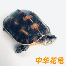 中华花龟小乌龟活物珍珠龟六线草龟花龟苗活体宠物水龟长寿观赏龟