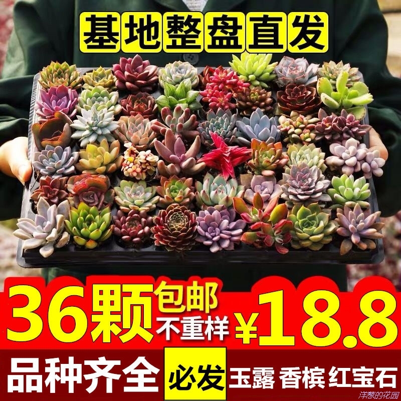 多肉植物紫乐橙梦露桃蛋玉露花卉精品...