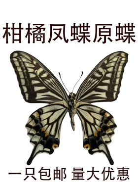 柑橘凤蝶原蝶硫酸纸发货