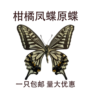 柑橘凤蝶未展翅原蝶真标本学生收藏真蝴蝶标本A1A2昆虫幼儿园手工