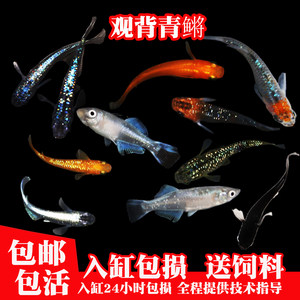 观背青鳉淡水观赏鱼魔法鱂鱼冷水鱼小锦鲤金鱼活体古法鱼缸鱼活物