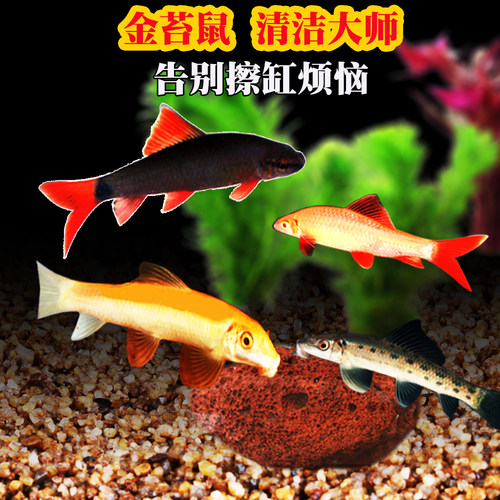 工具鱼淡水除藻清缸金苔鼠彩虹鲨