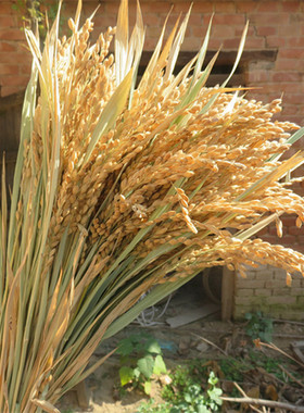 稻穗装饰 天然真稻子稻谷干花 麦穗农作物布景丰收节拍摄影道具