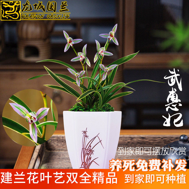 金边兰花苗建兰四季兰浓香 武惠妃 夏带花苞出售桌面绿植花卉盆栽,鲜花速递/花卉仿真/绿植园艺,国兰/杂交兰/洋兰类,淘宝优惠券,粉丝福利购,淘宝优惠卷