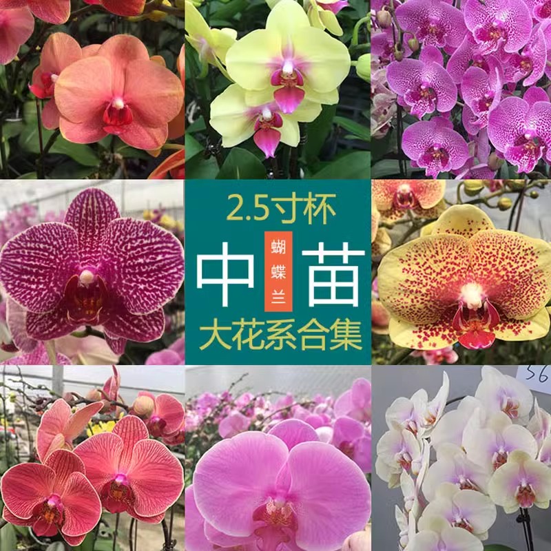 对版蝴蝶兰花苗室内花气质高贵