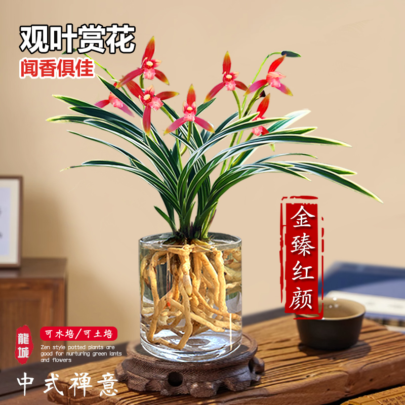 兰花苗带金边金臻红颜室内阳台