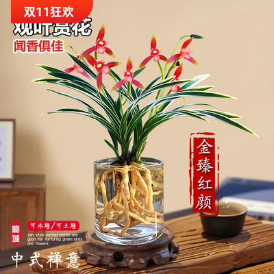 兰花苗带金边金臻红颜室内阳台