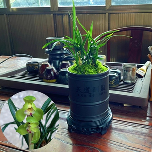 翠盖荷兰花盆栽室内阳台绿植2苗含盆冬季开花兰花苗