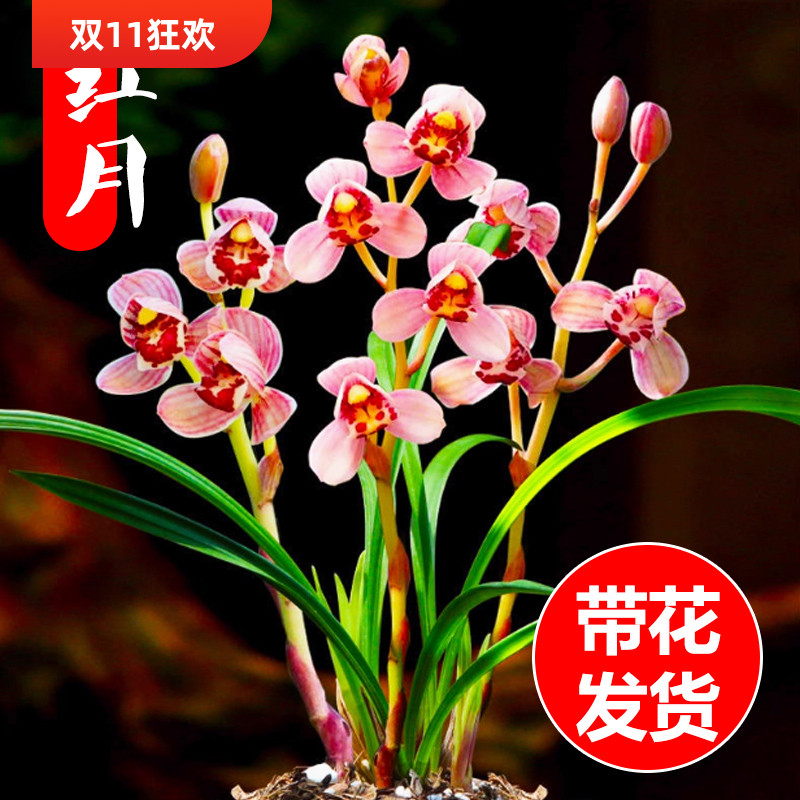 带花苞兰花建兰荷瓣红月浓香型