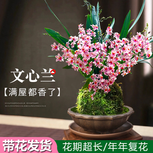 梦香文心兰带花苞盆栽香水兰花苗绿植阳台四季好养浓香型花卉盆栽